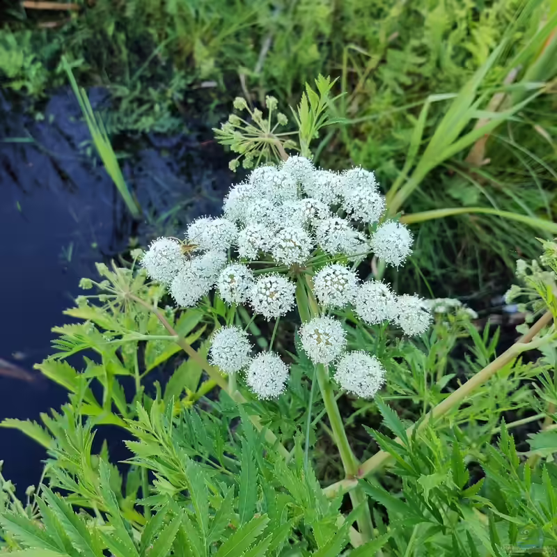 Cicuta virosa im Garten pflanzen (Einrichtungsbeispiele mit Wasserschierling)