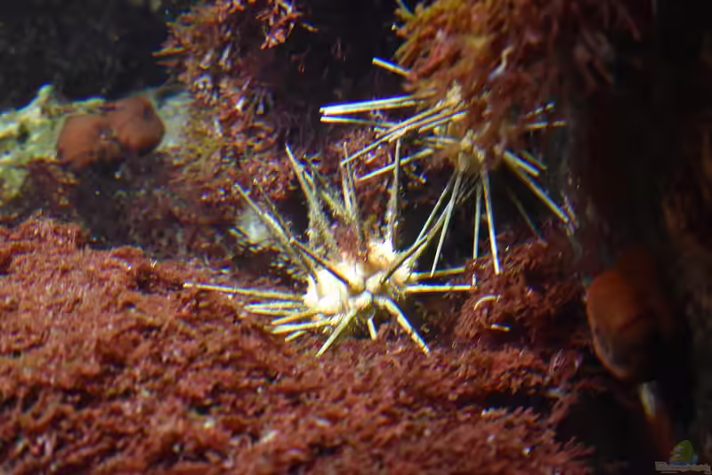 Cidaris cidaris im Aquarium halten (Einrichtungsbeispiele für Lanzenseeigel)