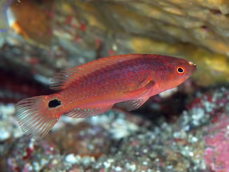 Cirrhilabrus exquisitus im Aquarium halten (Einrichtungsbeispiele für Pracht-Zwerglippfisch)