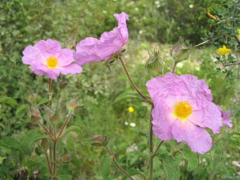 Cistus incanus im Garten pflanzen (Einrichtungsbeispiele mit Graue Zistrose)