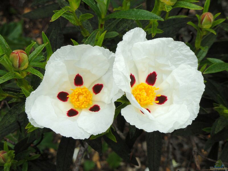 Cistus ladanifer im Garten pflanzen (Einrichtungsbeispiele mit Lack-Zistrose)