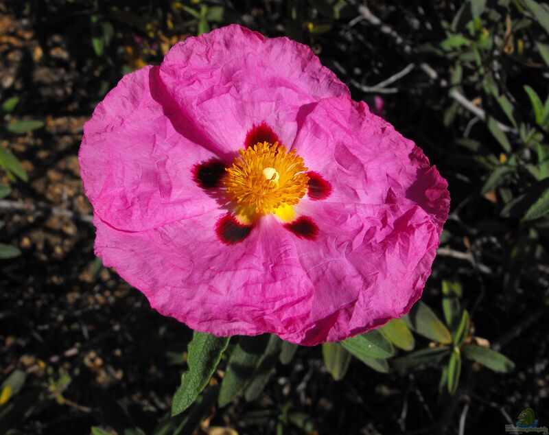 Cistus purpureus im Garten pflanzen (Einrichtungsbeispiele mit Immergrüne Zistrose)