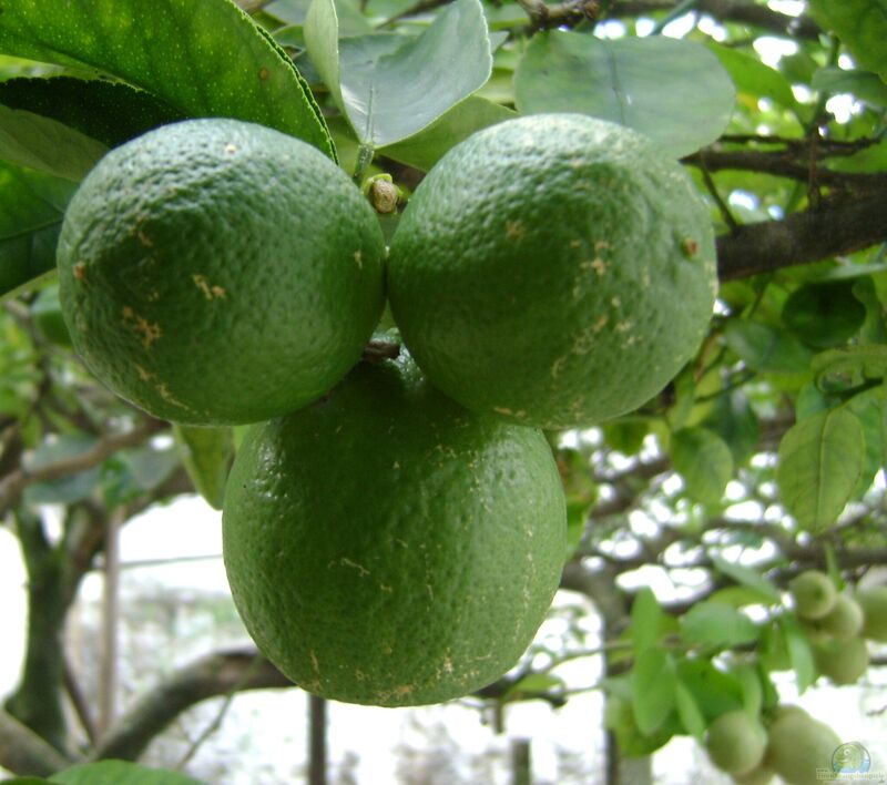 Citrus aurantiifolia im Garten pflanzen (Einrichtungsbeispiele mit Echte Limette)