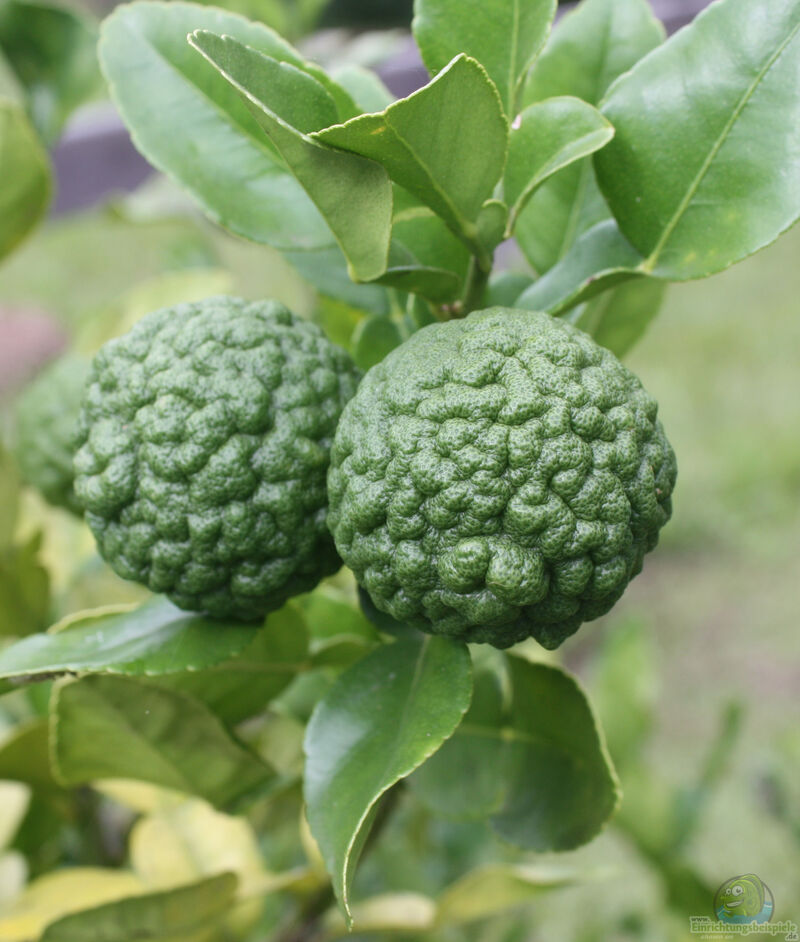 Citrus hystrix im Garten pflanzen (Einrichtungsbeispiele mit Kaffir-Limette)