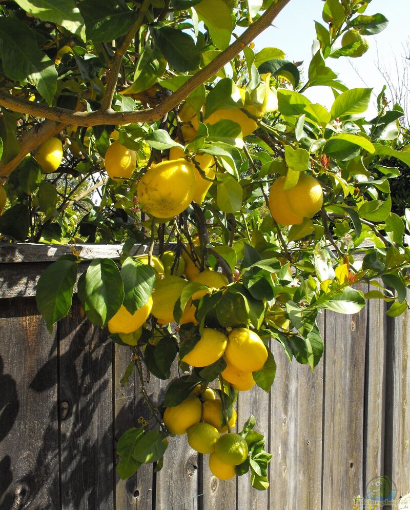 Citrus limon im Garten pflanzen (Einrichtungsbeispiele mit Zitronenbaum)