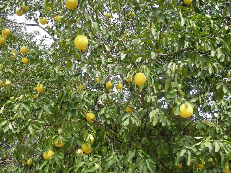 Citrus paradisi im Garten pflanzen (Einrichtungsbeispiele mit Grapefruitbaum)