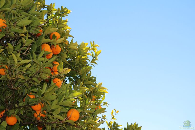 Citrus reticulata im Garten pflanzen (Einrichtungsbeispiele mit Mittelmeermandarine)