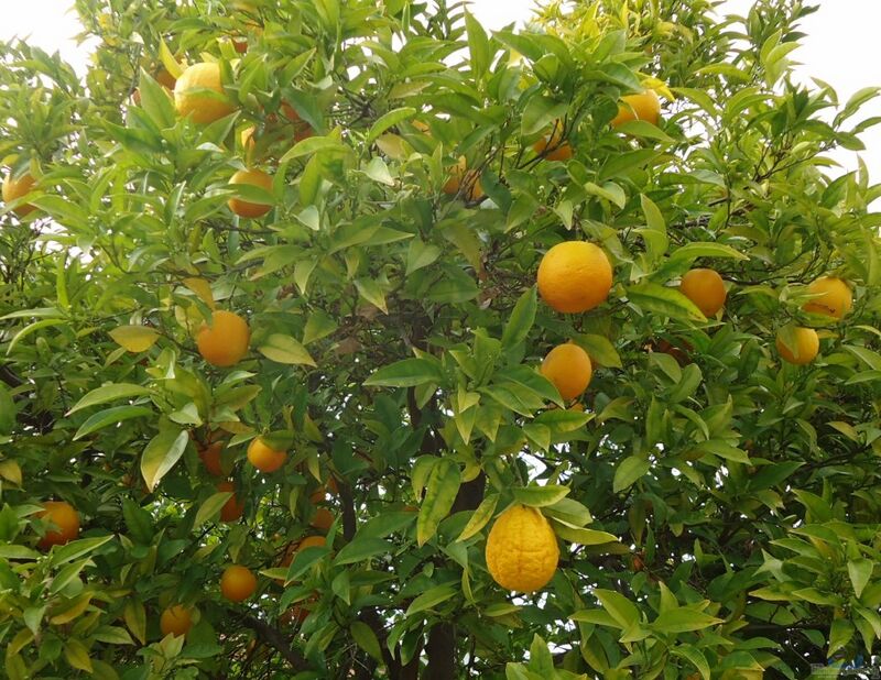 Citrus sinensis im Garten pflanzen (Einrichtungsbeispiele mit Orangenbaum)