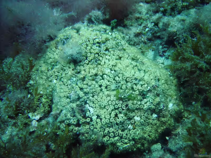 Cladocora caespitosa im Aquarium halten (Einrichtungsbeispiele für Rasenkoralle)