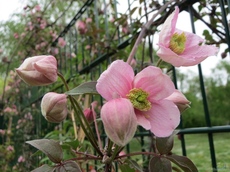 Clematis montana im Garten pflanzen (Einrichtungsbeispiele mit Berg-Waldrebe)