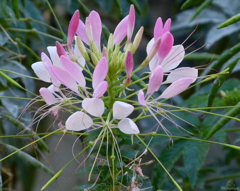 Cleome spinosa im Garten pflanzen (Einrichtungsbeispiele mit Spinnenblume)