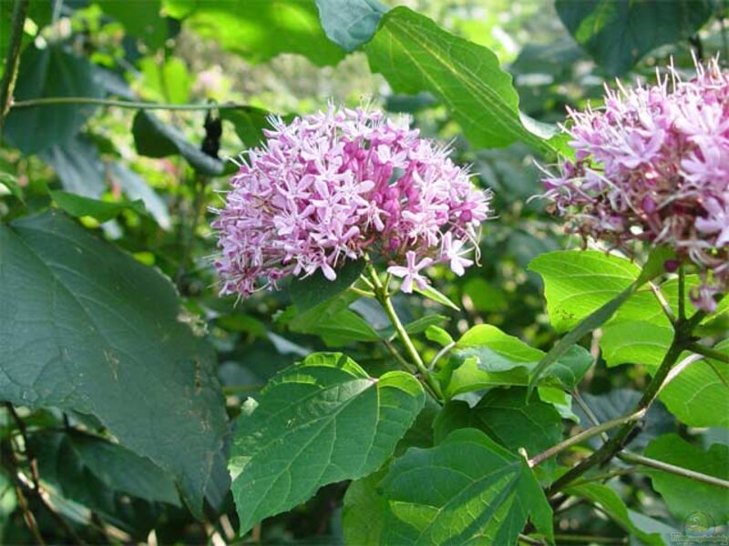 Clerodendrum bungei im Garten pflanzen (Einrichtungsbeispiele mit Chinesischer Losbaum)