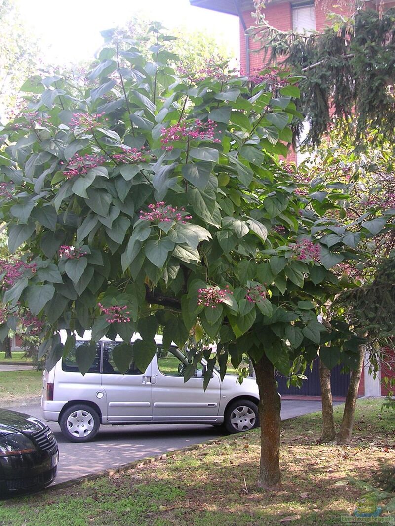 Clerodendrum trichotomum im Garten pflanzen (Einrichtungsbeispiele mit Japanischer Losbaum)