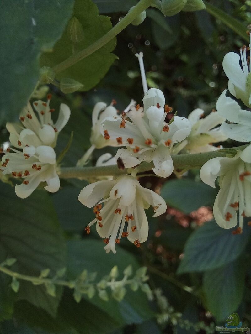 Clethra alnifolia im Garten pflanzen (Einrichtungsbeispiele mit Erlenblättrige Zimterle)