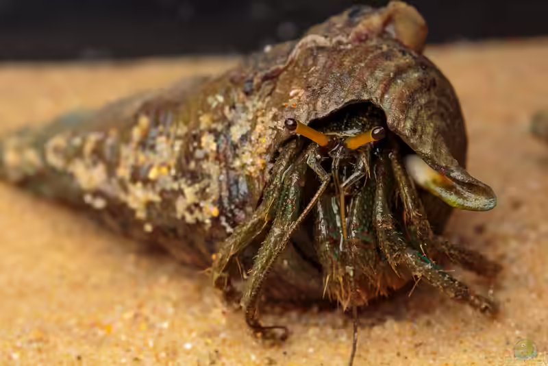 Clibanarius longitarsus im Aquarium halten (Einrichtungsbeispiele für Blau-Gestreifter Einsiedlerkrebs)