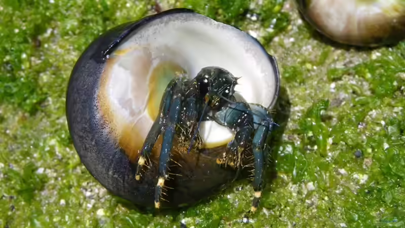 Clibanarius virescens im Aquarium halten (Einrichtungsbeispiele für Weißfuß-Küsteneinsiedlerkrebs)