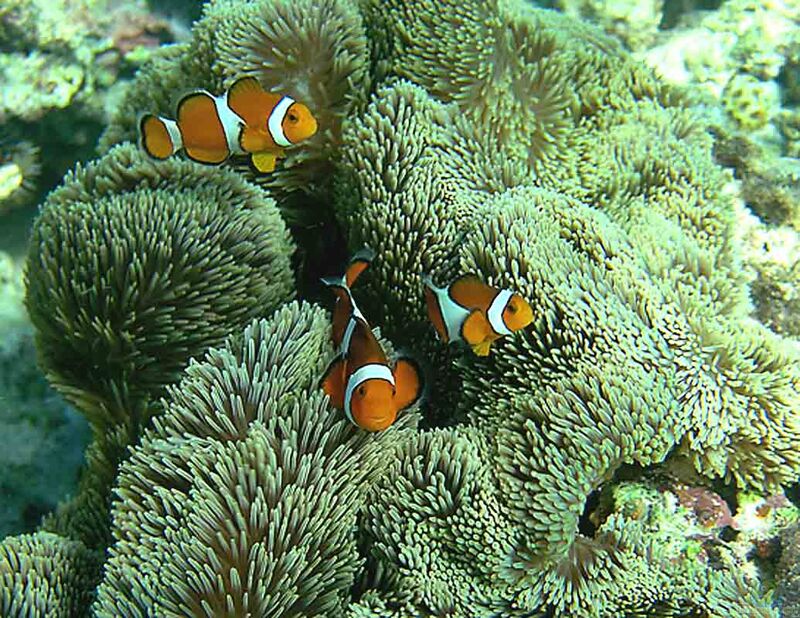 Clownfische im Aquarium halten (Einrichtungsbeispiele für Anemonenfische)