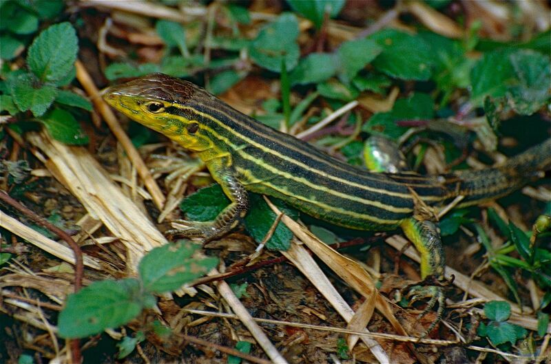 Cnemidophorus lemniscatus im Terrarium halten (Einrichtungsbeispiele mit Tüpfelrennechsen)