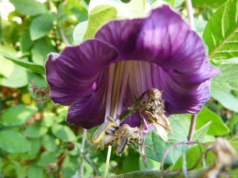 Cobaea scandens im Garten pflanzen (Einrichtungsbeispiele mit Glockenrebe)