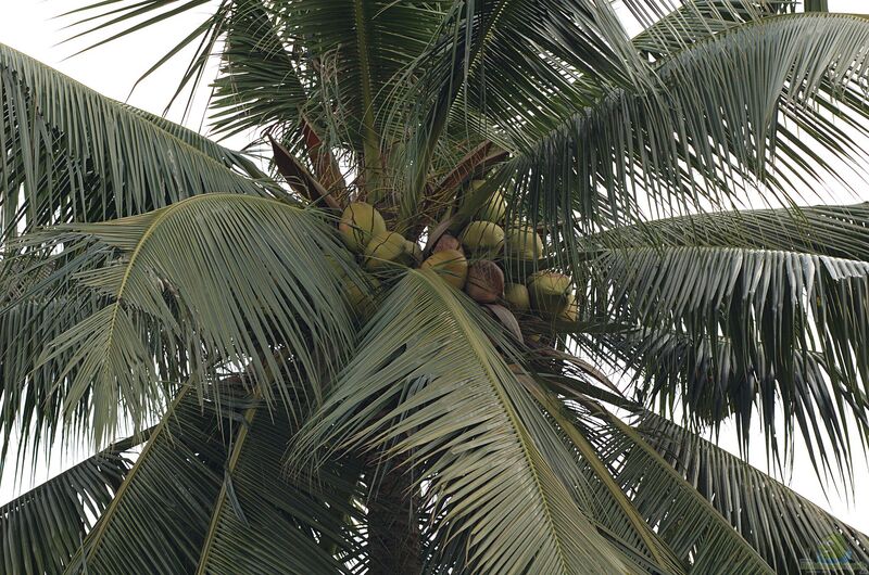 Cocos nucifera im Garten pflanzen (Einrichtungsbeispiele mit Kokospalme)