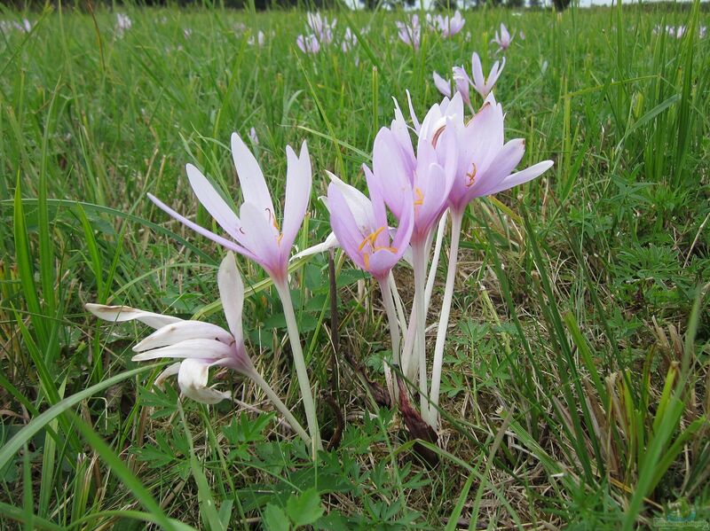 Colchicum autumnale im Garten pflanzen (Einrichtungsbeispiele mit Herbstzeitlose)