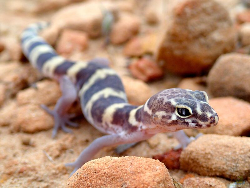 Coleonyx brevis im Terrarium halten (Einrichtungsbeispiele mit Texas-Krallengeckos)