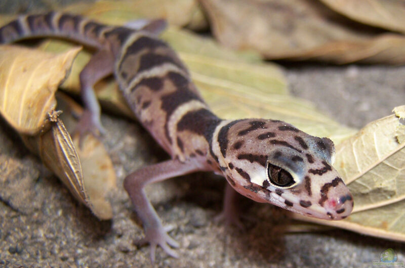 Coleonyx mitratus im Terrarium halten (Einrichtungsbeispiele für Mittelamerikanischer Krallengecko)