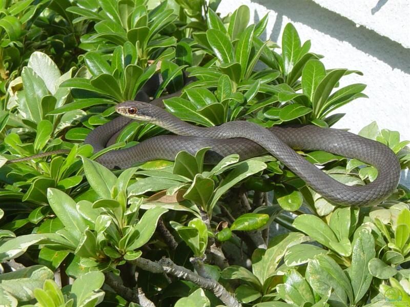 Coluber constrictor im Terrarium halten (Einrichtungsbeispiele mit Schwarze Rennschlangen)