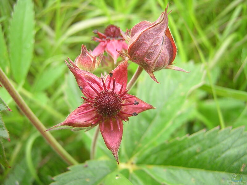 Comarum palustre im Garten pflanzen (Einrichtungsbeispiele mit Sumpf-Blutauge)