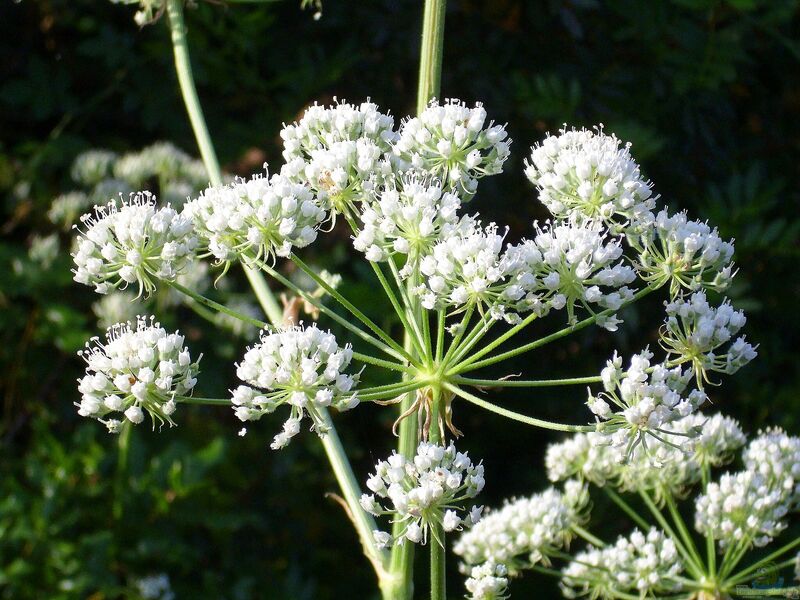 Conium maculatum im Garten pflanzen (Einrichtungsbeispiele mit Gefleckter Schierling)