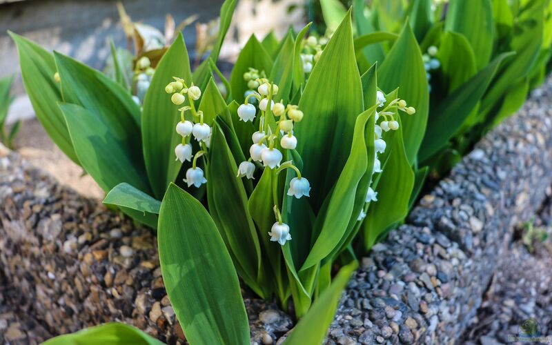 Convallaria majalis im Garten pflanzen (Einrichtungsbeispiele mit Maiglöckchen)