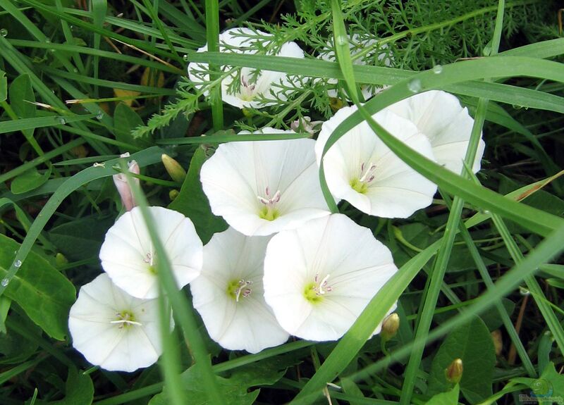 Convolvulus arvensis im Garten pflanzen (Einrichtungsbeispiele mit Acker-Winde)