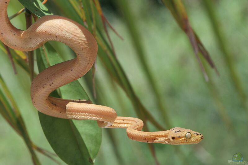 Corallus hortulanus im Terrarium halten (Einrichtungsbeispiele mit Gartenboas)