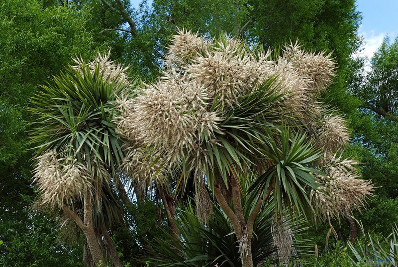 Cordyline australis im Garten pflanzen (Einrichtungsbeispiele mit Kohlbaum)