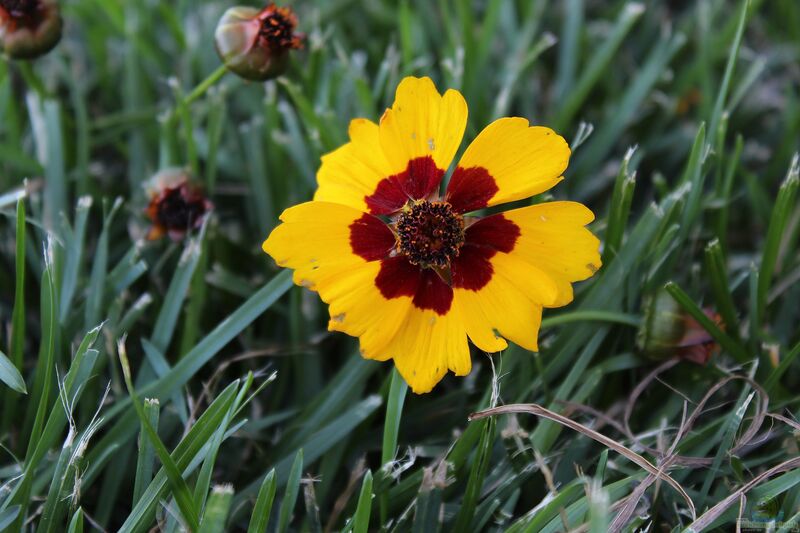 Coreopsis im Garten pflanzen (Mädchenaugen)