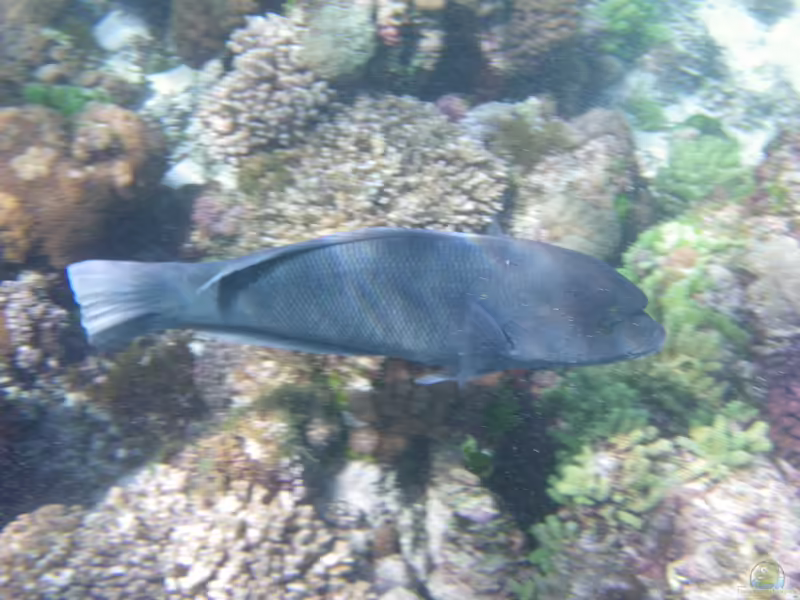 Coris bulbifrons im Aquarium halten (Einrichtungsbeispiele für Stirnbuckel-Lippfisch)