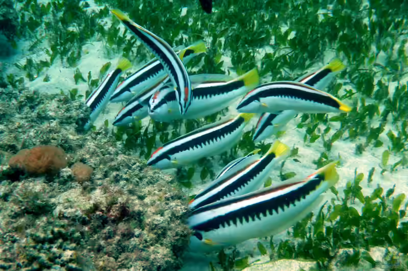Coris picta im Aquarium halten (Einrichtungsbeispiele für Australischer Kammjunker)