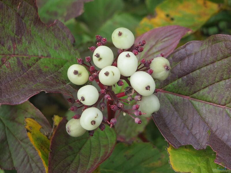 Cornus alba im Garten pflanzen (Einrichtungsbeispiele mit Sibirischer Hartriegel)