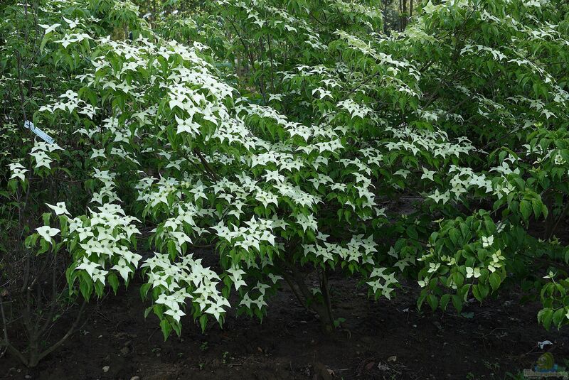 Cornus kousa im Garten pflanzen (Einrichtungsbeispiele mit Japanischer Blumen-Hartriegel)