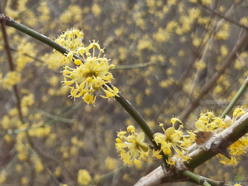 Cornus mas im Garten pflanzen (Einrichtungsbeispiele mit Kornelkirsche)