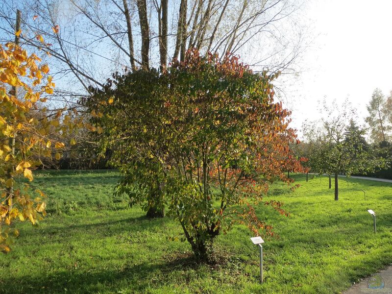 Cornus sanguinea im Garten pflanzen (Einrichtungsbeispiele mit Roter Hartriegel)