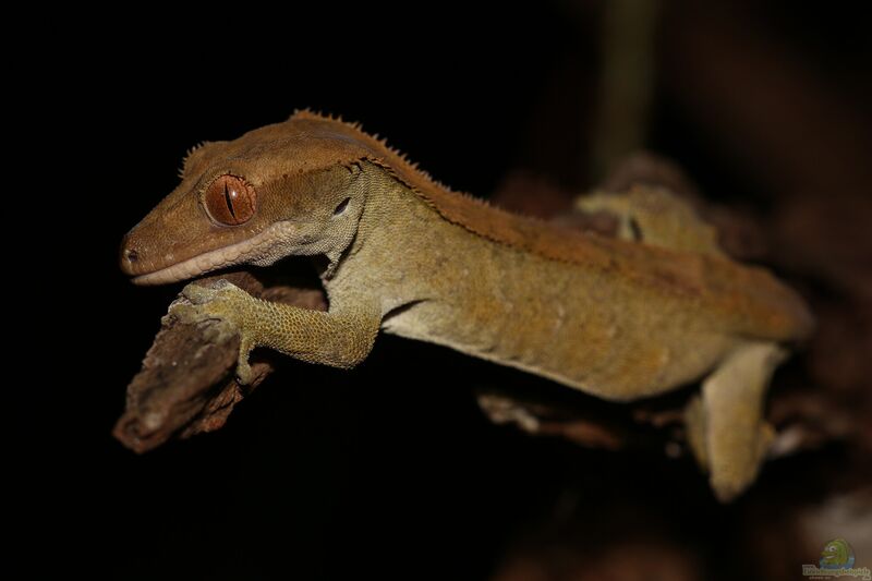 Correlophus ciliatus im Terrarium halten (Einrichtungsbeispiele mit Neukaledonischer Kronengecko)