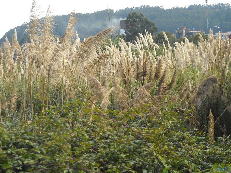 Cortaderia selloana am Gartenteich pflanzen (Einrichtungsbeispiele mit Amerikanisches Pampasgras)