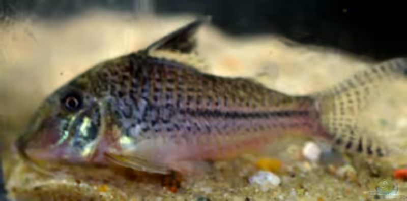 Corydoras acutus im Aquarium halten (Einrichtungsbeispiele für Spitzkopf-Panzerwels)