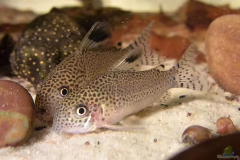Corydoras punctatus im Aquarium halten (Einrichtungsbeispiele für Gepunkteter Panzerwels)
