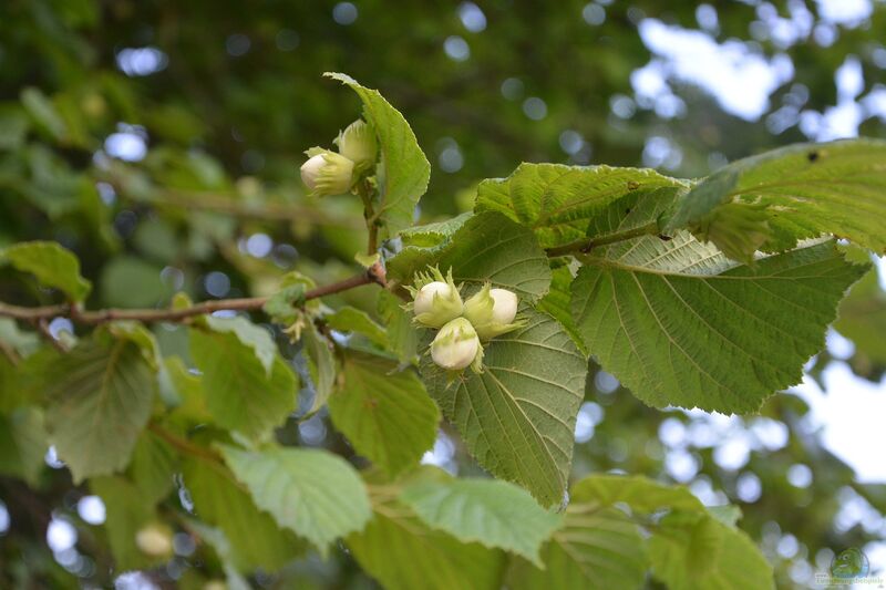 Corylus avellana im Garten pflanzen (Einrichtungsbeispiele mit Haselnuss)