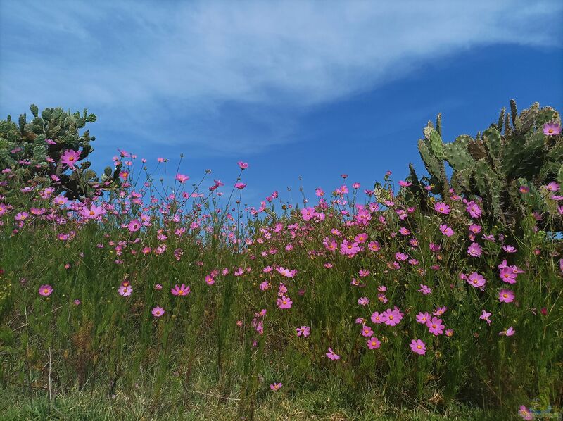 Cosmos bipinnatus im Garten pflanzen (Einrichtungsbeispiele mit Schmuckkörbchen)