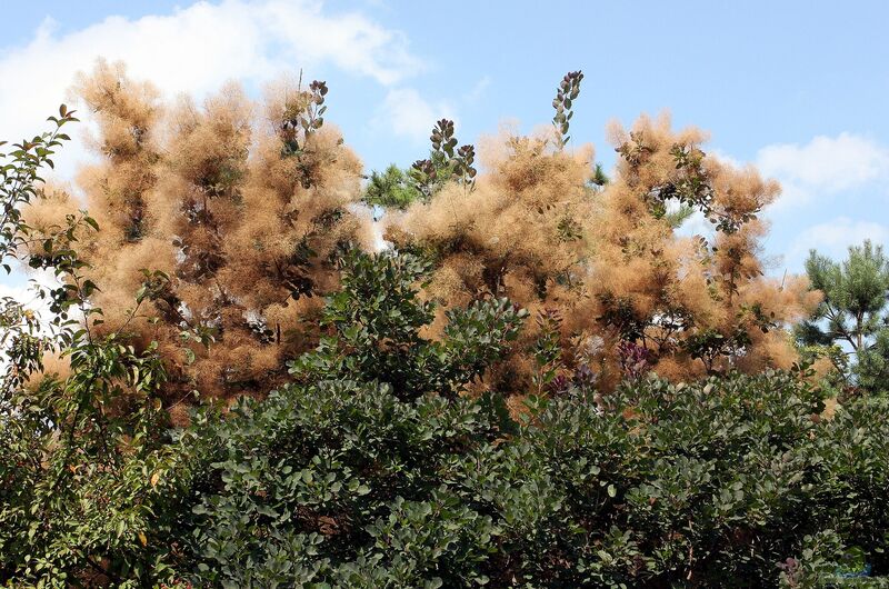 Cotinus coggygria im Garten pflanzen (Einrichtungsbeispiele mit Grüner Perückenstrauch)