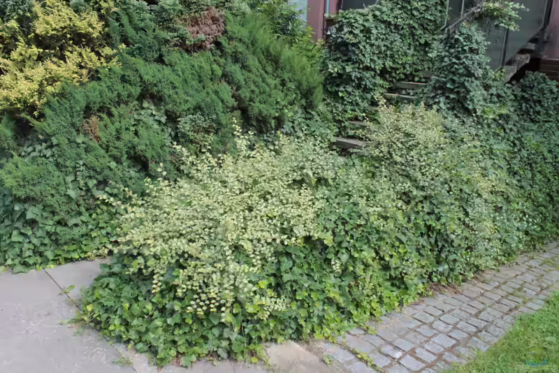 Cotoneaster dammeri im Garten pflanzen (Einrichtungsbeispiele mit Teppich-Zwergmispeln)