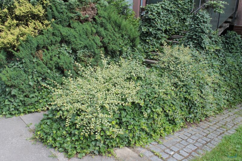 Cotoneaster dammeri im Garten pflanzen (Einrichtungsbeispiele mit Teppich-Zwergmispeln)